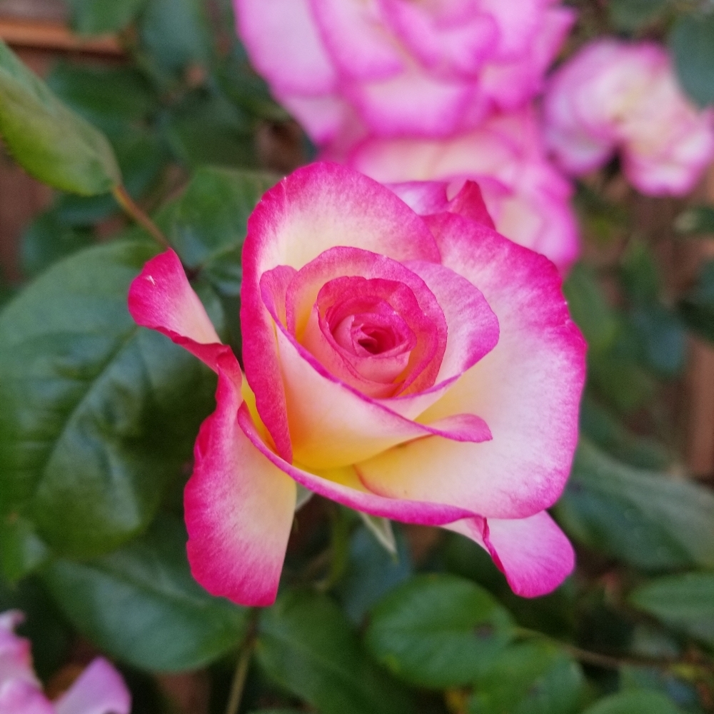 Meet your Posher, Rachel